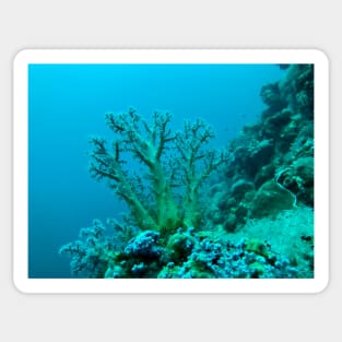 coral reef and coral - underwater Sticker